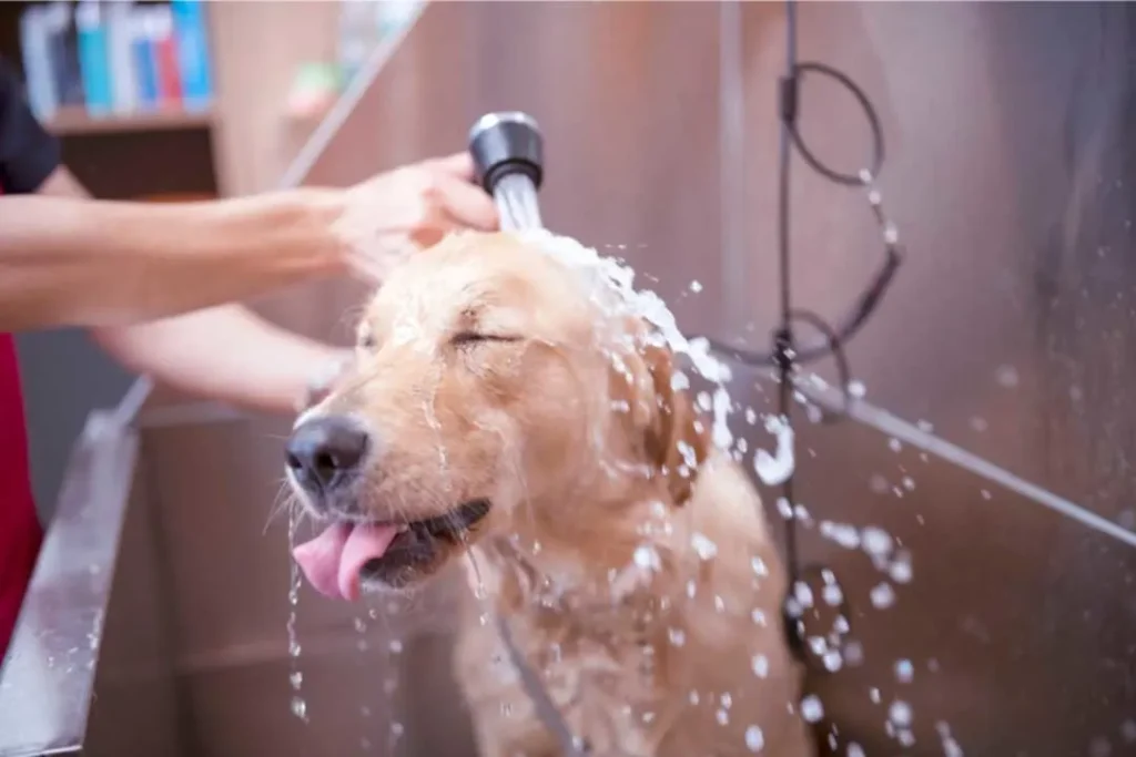 aseguradora Valencia